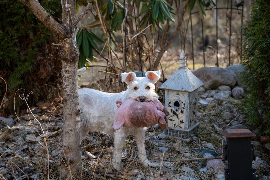 Brown Discharge Dog Ear Smell