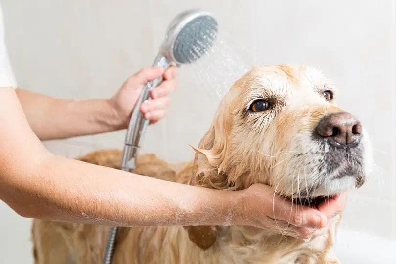 Dog Smells Even After Bath