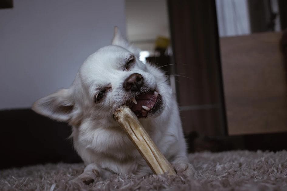 Best Dog Toothpaste for Bad Breath: Expert Guide